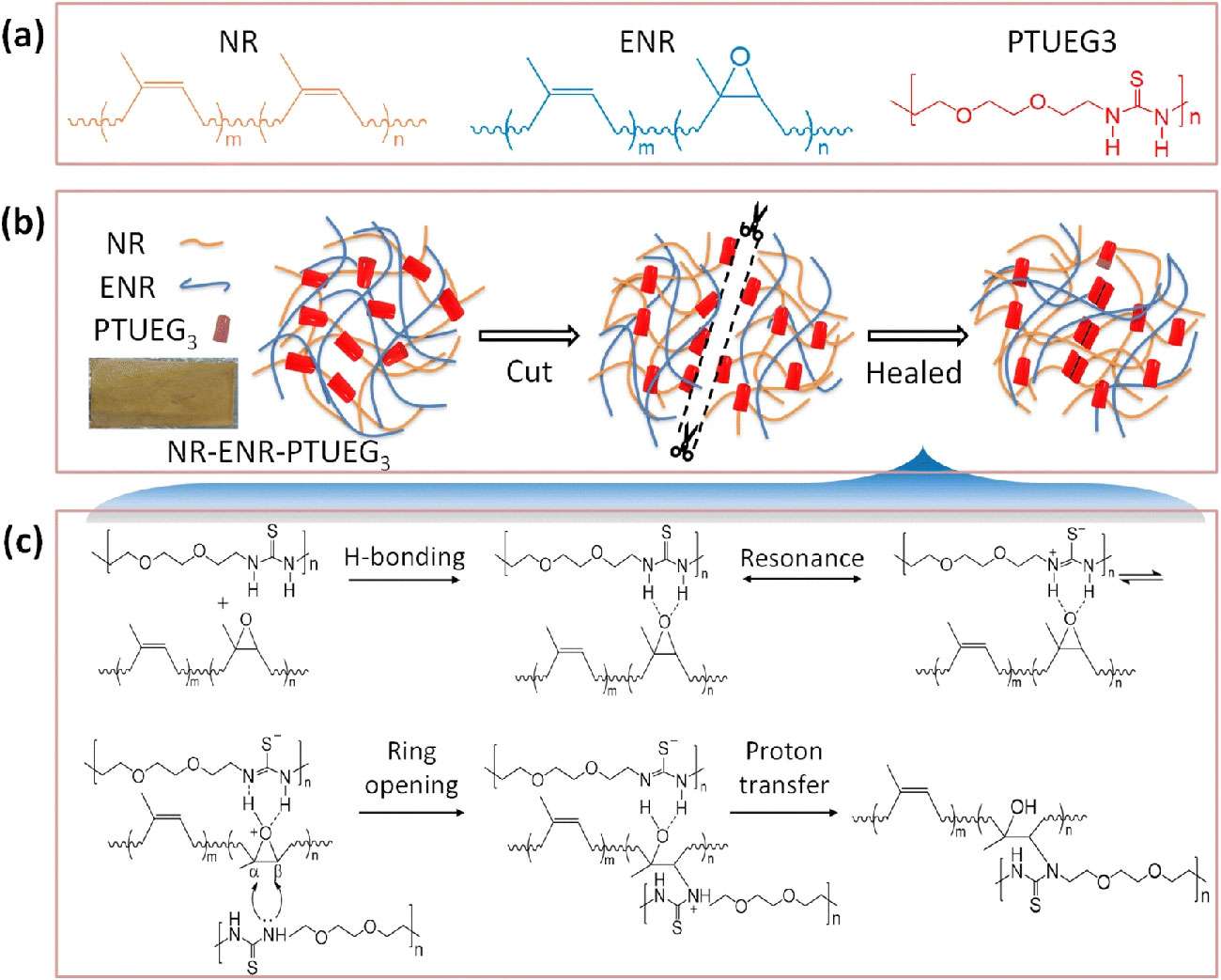 Diagram showing chemical structures and self-healing mechanism of NR-ENR-PTUEG3 rubber via hydrogen bonding and proton transfer.